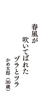 春風が　吹いてばれた　ヅラとツラ　（かめ太郎　30歳）