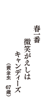 春一番　微笑がえしは　キャンディーズ　（黄金虫　67歳）