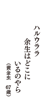 ハルウララ　余生はどこに　いるのやら　（黄金虫　67歳）
