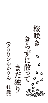 桜咲き　きらずに散って　まだ独り　（クリリンゆかりん　41歳）