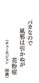 バカなので　風邪は引かぬが　花粉症　（チュー犬ジョン　36歳）